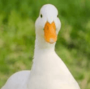 Player Avatar Image
